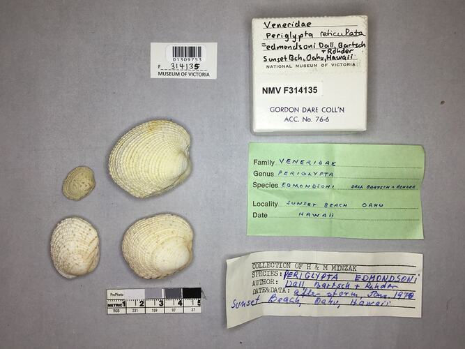 Dry Venus Clam shells beside labels.
