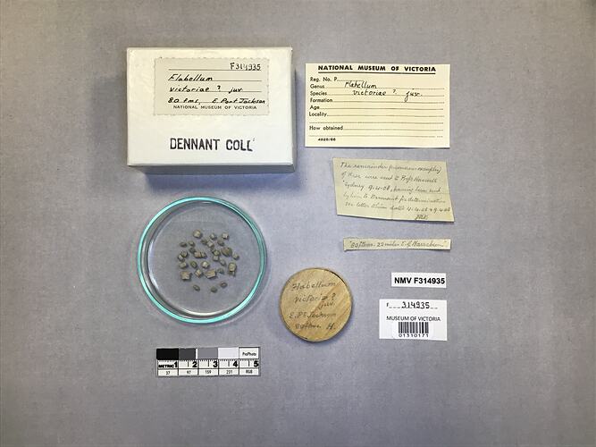 Dry solitary coral specimen beside labels