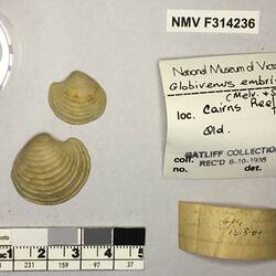 Dry Venus Clam shells beside labels.
