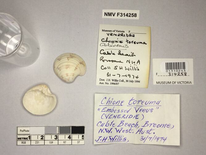 Dry Venus Clam shell beside labels.