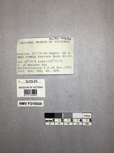 Dry stony coral specimen beside labels.