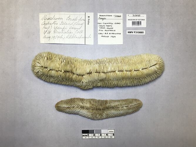 Dry coral specimens beside labels.