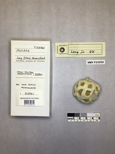Dry stony coral specimen beside labels.