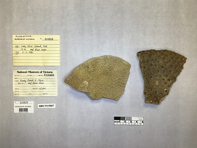 Dry stony coral specimens beside labels.