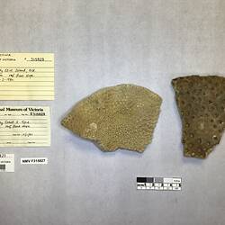 Dry stony coral specimens beside labels.