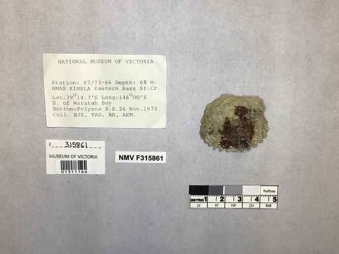 Dry stony coral specimen beside labels.