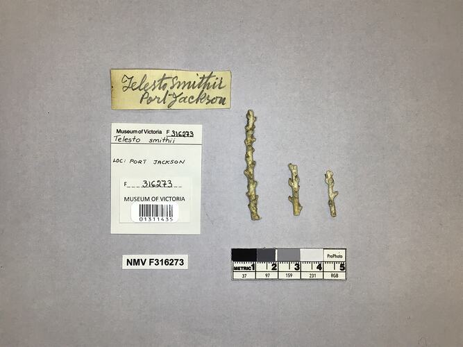 Dry soft coral specimen beside labels.