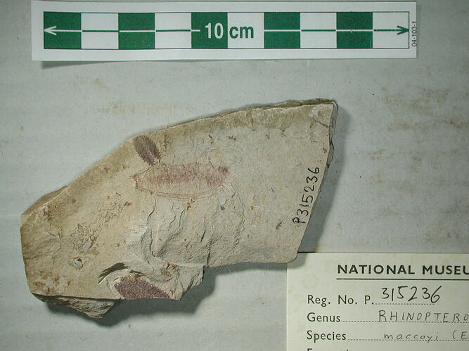 Fossil crustacean on rock slab.