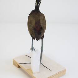 <em>Metopidius indicus</em>, Bronze-winged Jacana. [B 16954]