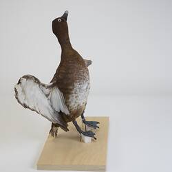 <em>Aythya australis</em>, Hardhead. [B 20984]