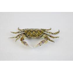 <em>Leptograpsodes octodentatus</em>, Burrowing Shore Crab. [J 24166]