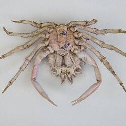 <em>Maja crispata</em>, Lesser Spider Crab. [J 44706]