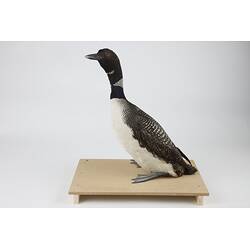 <em>Gavia immer</em>, Common Loon. [146]