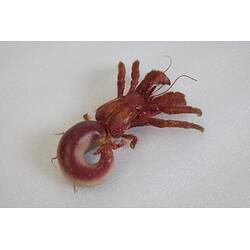 <em>Strigopagurus strigimanus</em>, Stridulating Hermit Crab. [J 73847]