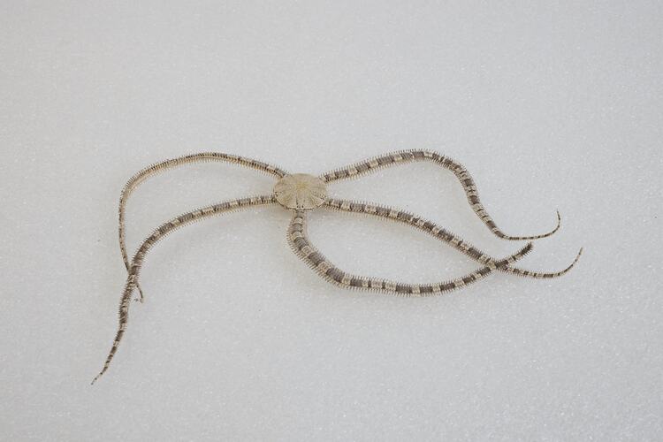<em>Ophionereis schayeri</em>, Banded Brittle Star. [F 313886]