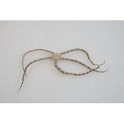 Our Wondrous Planet, Our Wild Family: Dry Specimen - Banded Brittle Star, <em>Ophionereis schayeri</em> (J. Müller & Troschel, 1844)