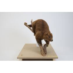 <em>Phalanger carmelitae</em>, Mountain Cuscus. [C 2912]