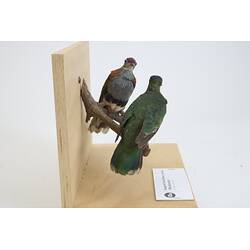 <em>Ptilinopus superbus superbus</em>, Superb Fruit-Dove. [30106 (front), 30107 (rear)]