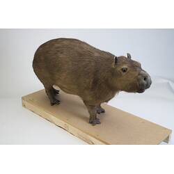 <em>Hydrochoeris hydrochaeris</em>, Greater Capybara. [C 30646]