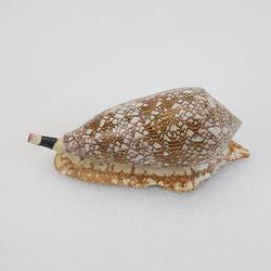 <em>Conus textile</em>, Textile Cone, model. [F 83612]