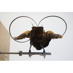 <em>Cicinnurus magnificus hunsteini</em>, Magnificent Bird-of-Paradise. [44825]
