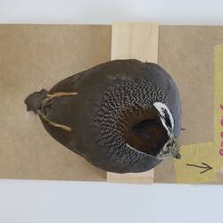 <em>Callipepla californica</em>, California Quail. [B 32816]