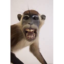 <em>Cercocebus torquatus</em>, Red-capped Mangabey. [C 30284]