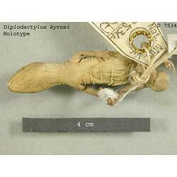 Ventral view of gecko specimen beside scale bar.