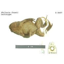 Ventral view of frog specimen with labels.