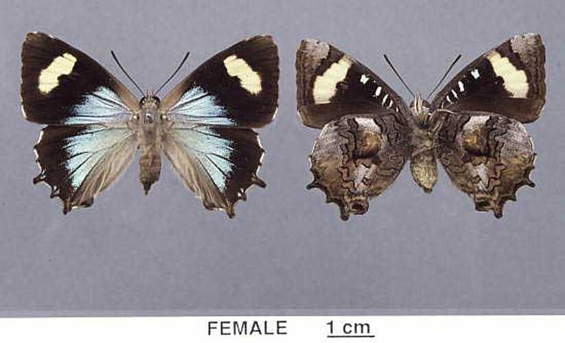 Two pinned butterfly specimens beside each, one in dorsal view, one in ventral view.