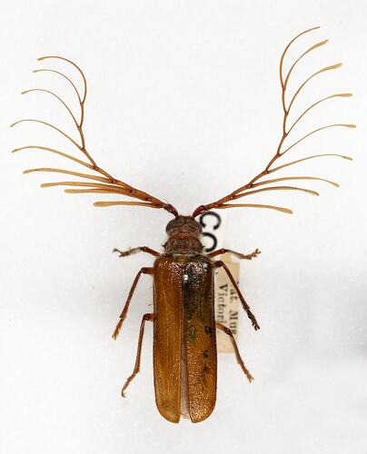 <em>Enneaphyllus aeneipenni</em>, leaf bettle. [COL 143766]