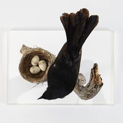 <em>Rhipidura leucophrys</em>, Willie Wagtail. [B 22167 (bird), B 14345 (nest and eggs)]