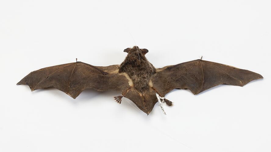 <em>Myotis macropus</em>, Australian Large-footed Mouse-eared Bat. [C 3687]