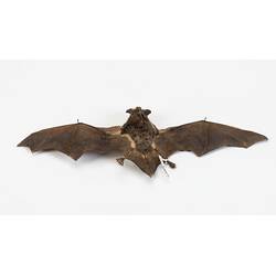 Our Wondrous Planet, Our Wild Family: Skin - Australian Large-footed Mouse-eared Bat, <em>Myotis macropus</em>