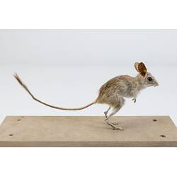 <em>Notomys cervinus</em>, Fawn Hopping Mouse. [C 7869]