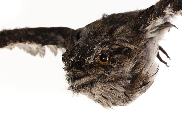 <em>Podargus strigoides</em>, Tawny Frogmouth. [B 34935]