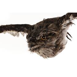 Our Wondrous Planet, Our Wild Family: Taxidermy Mount - Tawny Frogmouth, <em>Podargus strigoides</em>