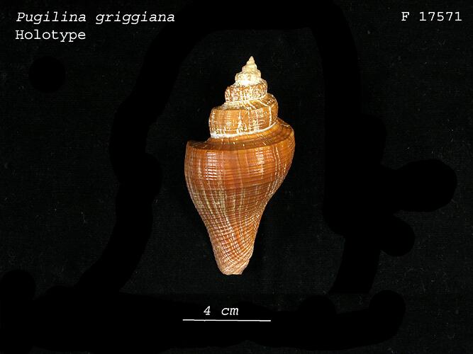 <em>Pugilina griggiana</em>, gastropod, shell. Holotype. Registration no. F 17571.