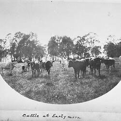 Photograph - by A.J. Campbell, Murray River, Victoria, circa 1890