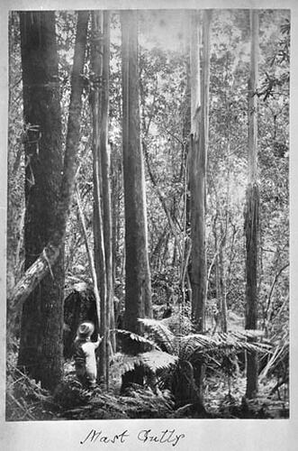 THE DANDENONGS (Continued) 1893 . Mast Gully.
