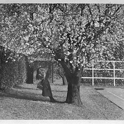 Photograph - 'Almond Blosom Studies', Girl on Tree Swing, by A.J. Campbell, Toorak, Victoria, circa 1895