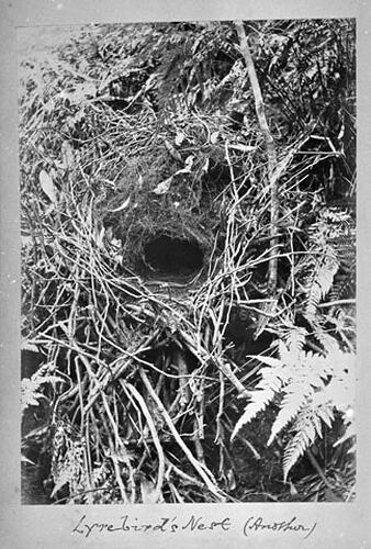 Lyre-birds Nest (Another)