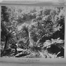 Photograph - by A.J. Campbell, Sassafras, Dandenong Ranges, Victoria, circa 1900