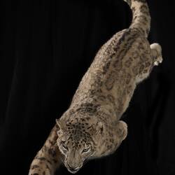 <em>Panthera uncia</em>, Snow Leopard. [C 38340]