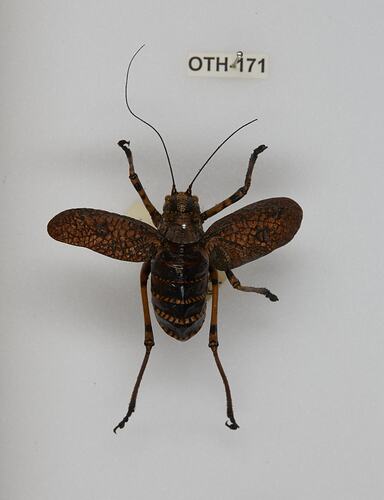 <em>Acripeza reticulata</em>, Mountain Katydid. [OTH 171]