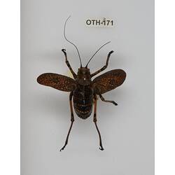 Our Wondrous Planet, Our Wild Family: Dry Specimen - Mountain Katydid, <em>Acripeza reticulata</em> Guerin-Meneville, 1838