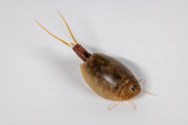 <em>Lepidurus apus</em>, shield shrimp, model. [J 71442]