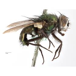 Lateral view of pinned blowlfy specimen.