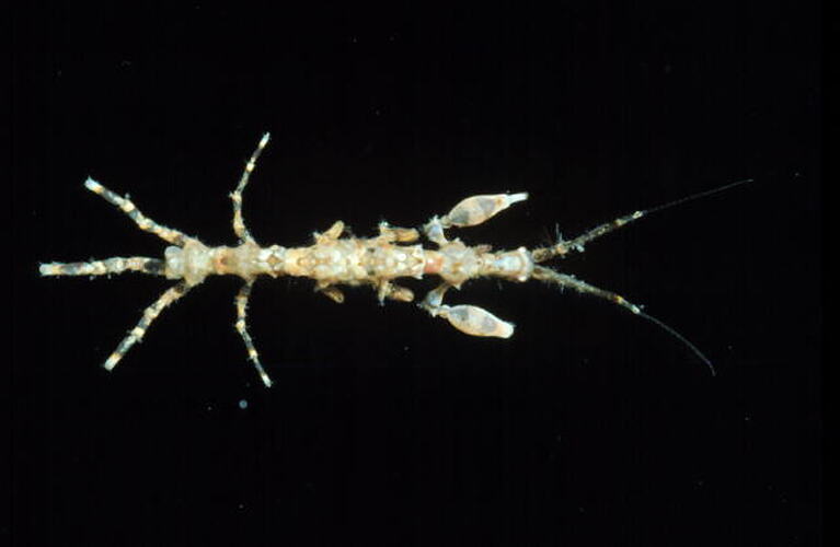 Dorsal view of spindly crustacean.