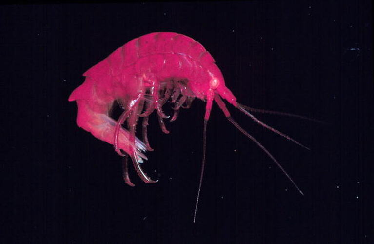 Side view of red amphipod.